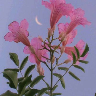 飘渺寻仙曲官方版下载